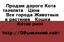  Продам дорого Кота-телепата › Цена ­ 4 500 000 - Все города Животные и растения » Кошки   . Алтай респ.